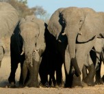 Wildlife excursion from Royal Chundu Zambezi River Lodge