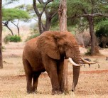 Exerior views of Sanctuaty Swala in the Tarangire National Park, Tanzania