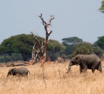 Game drive at Sanctuary Swala