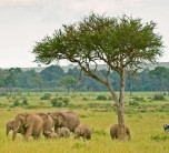 Game drive on the Masai Mara in Kenya